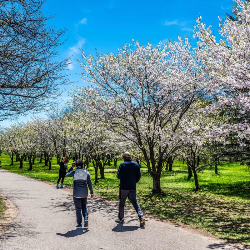 Cherry blossom season in Brampton: the drone footage